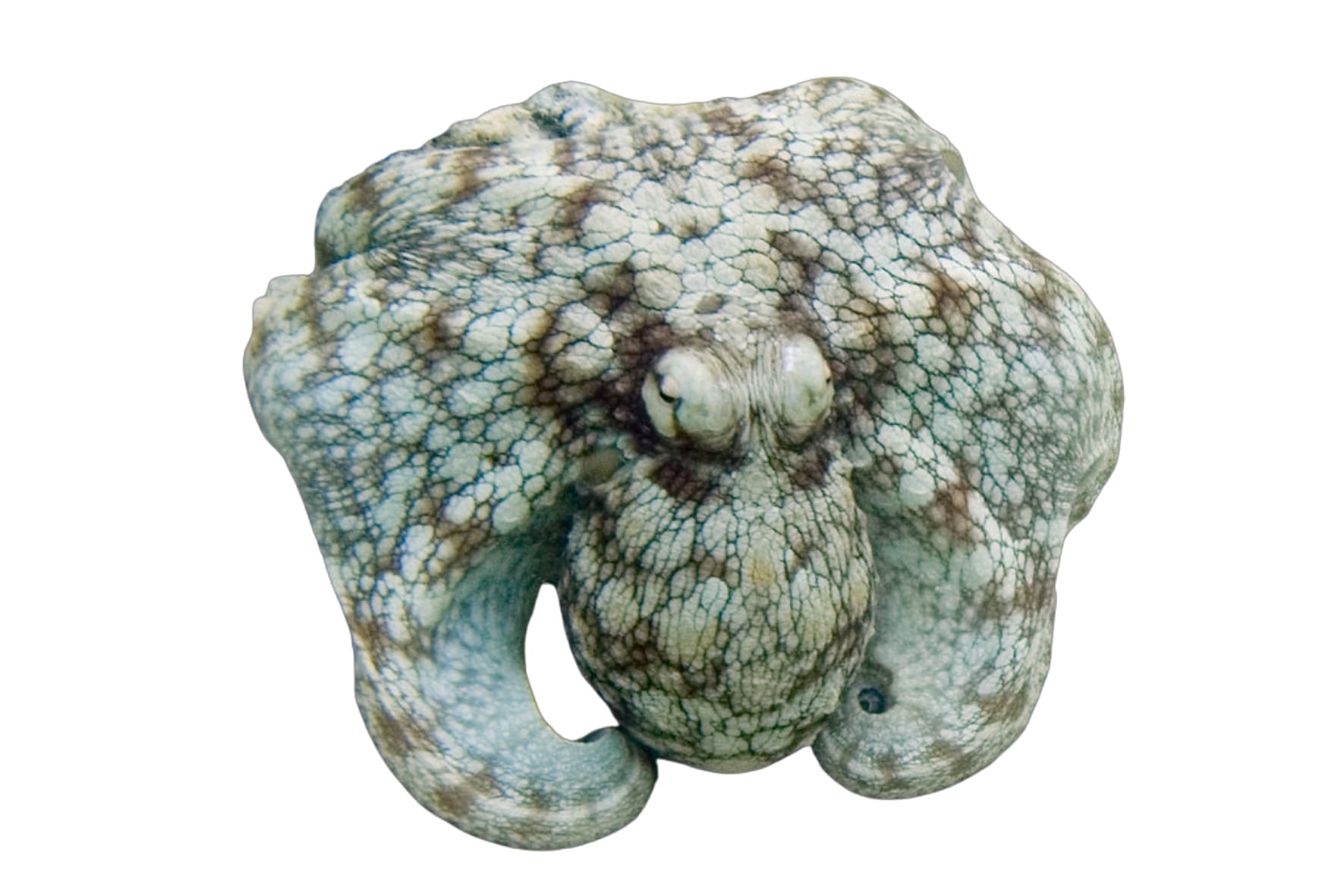 O que tens em comum com um polvo